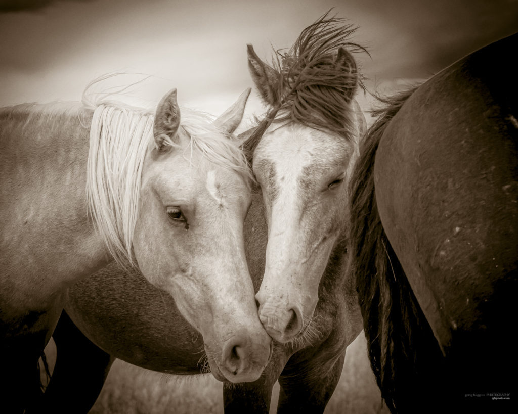 black and white photography of wild horse mustangs, wild mustang, wild horse stallion, photographs of wild horses, wild horse stallions, wild horses, wild horse photography, onaqui herd of wild horses, photographs of wild horses, wild horses fighting