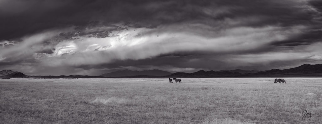 black and white photography of wild horse mustangs, wild mustang, wild horse stallion, photographs of wild horses, wild horse stallions, wild horses, wild horse photography, onaqui herd of wild horses, photographs of wild horses, wild horses fighting