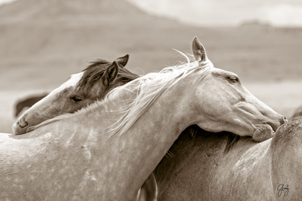 black and white photography of wild horse mustangs, wild mustang, wild horse stallion, photographs of wild horses, wild horse stallions, wild horses, wild horse photography, onaqui herd of wild horses, photographs of wild horses, wild horses fighting