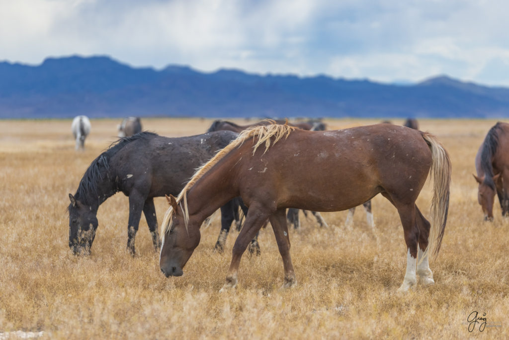 wild horse mares, wild horses, wild horse photography, onaqui herd of wild horses, photographs of wild horses