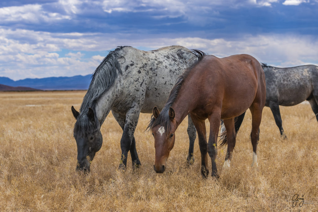 wild horse mares, wild horses, wild horse photography, onaqui herd of wild horses, photographs of wild horses