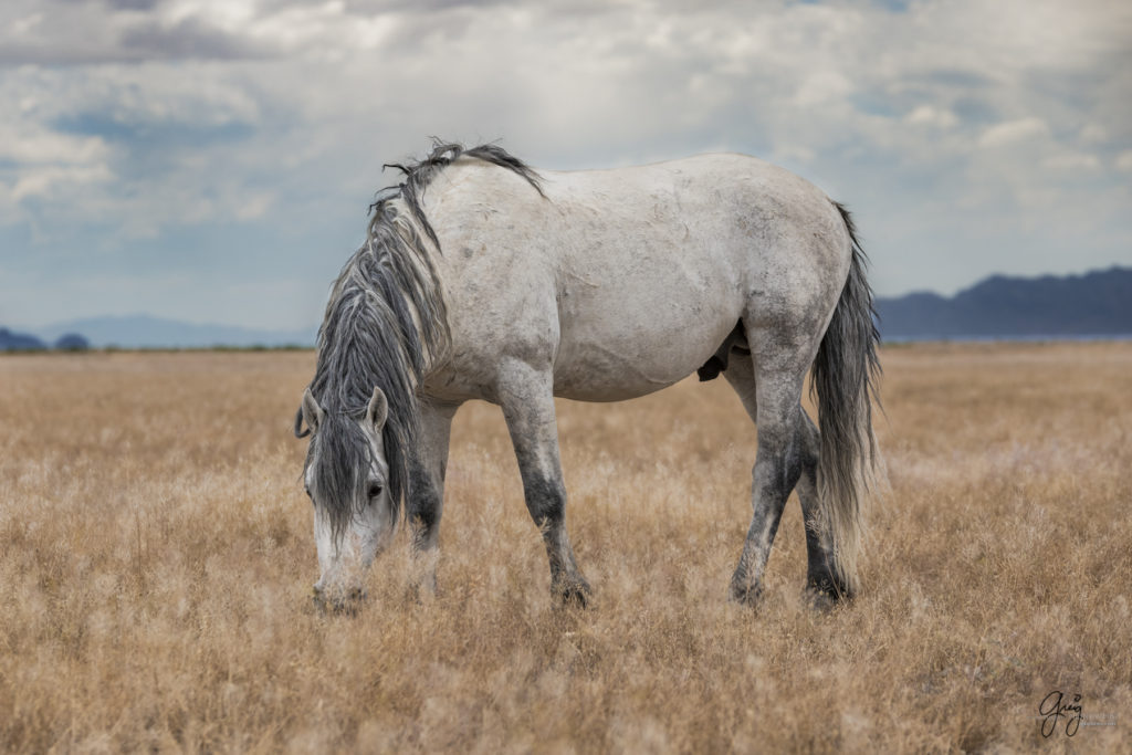 wild horse, wild mustang, mustang, onaqui herd of wild horses