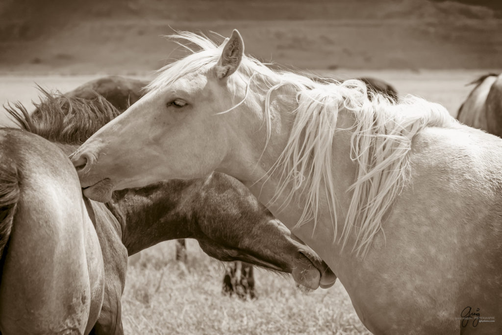 black and white photography of wild horse mustangs, wild mustang, wild horse stallion, photographs of wild horses, wild horse stallions, wild horses, wild horse photography, onaqui herd of wild horses, photographs of wild horses, wild horses fighting