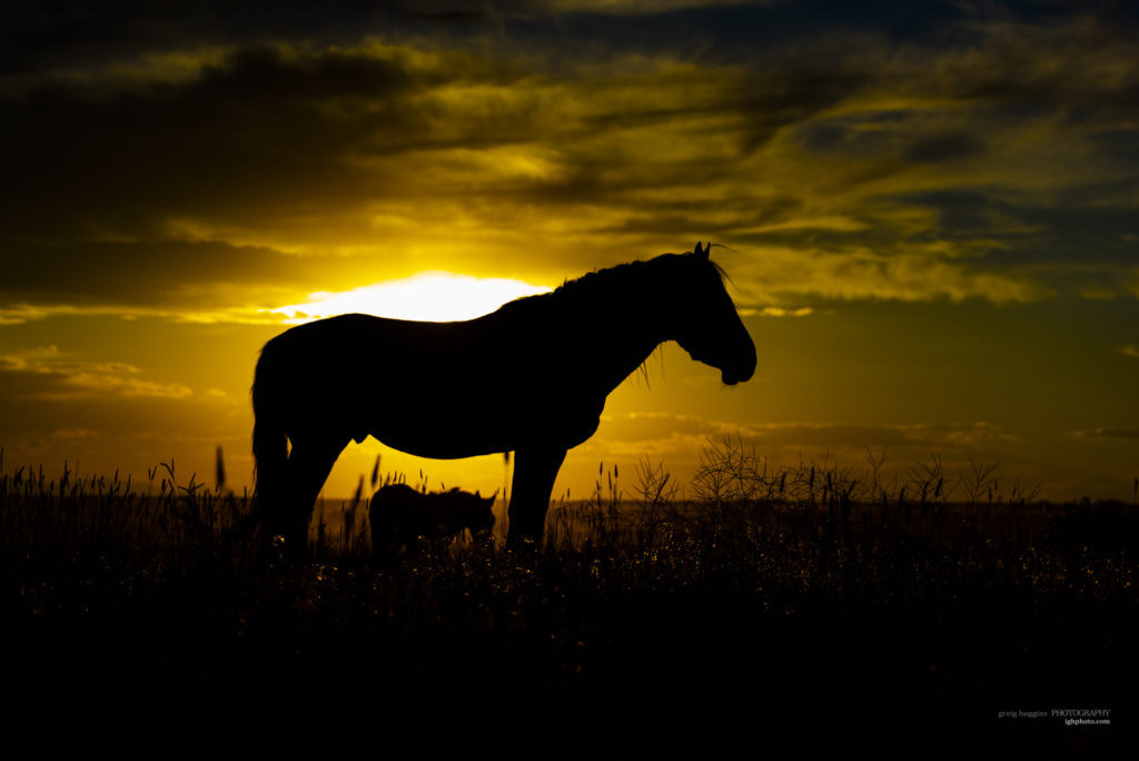 finding wild horses, photographing wild horses, wild horse photography, equine photographs