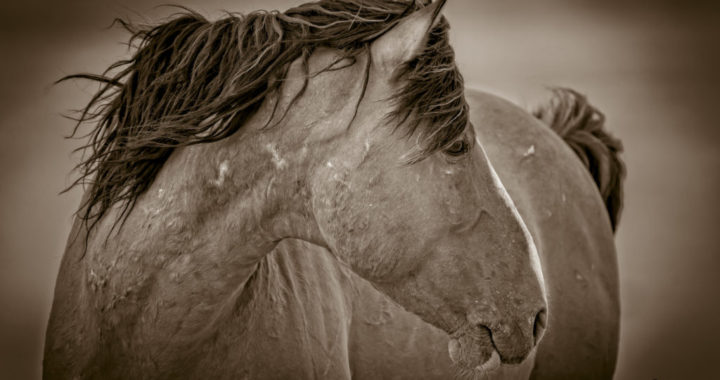 photograph Onaqui of wild horses