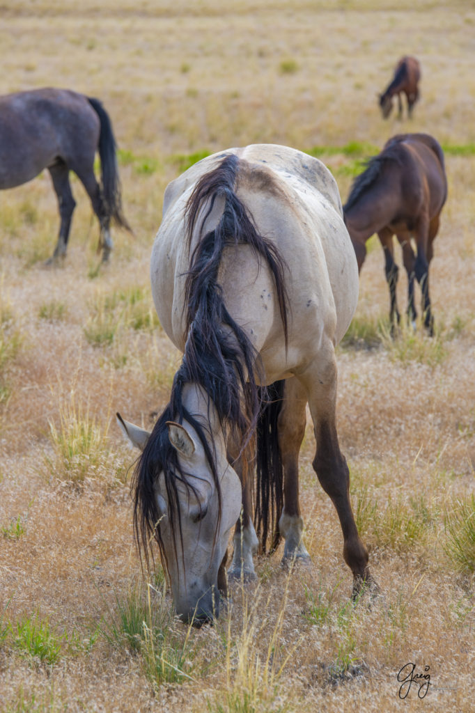 photographs of wild horses, onaqui wild horse herd, equine photography wild horse prints for sale, prints of horses for sale, wild mustangs, wild mustang photography