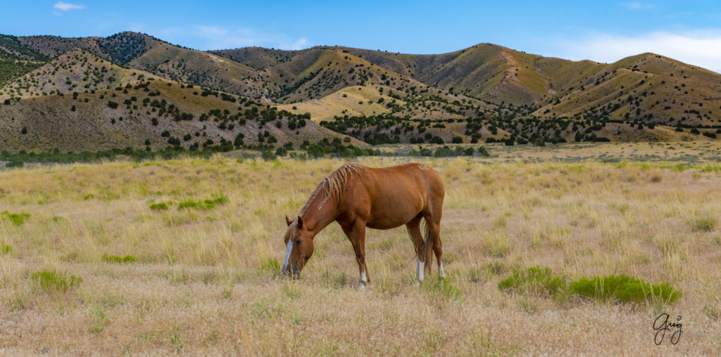 photographs of wild horses, onaqui wild horse herd, equine photography wild horse prints for sale, prints of horses for sale, wild mustangs, wild mustang photography