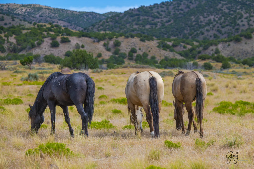 photographs of wild horses, onaqui wild horse herd, equine photography wild horse prints for sale, prints of horses for sale, wild mustangs, wild mustang photography