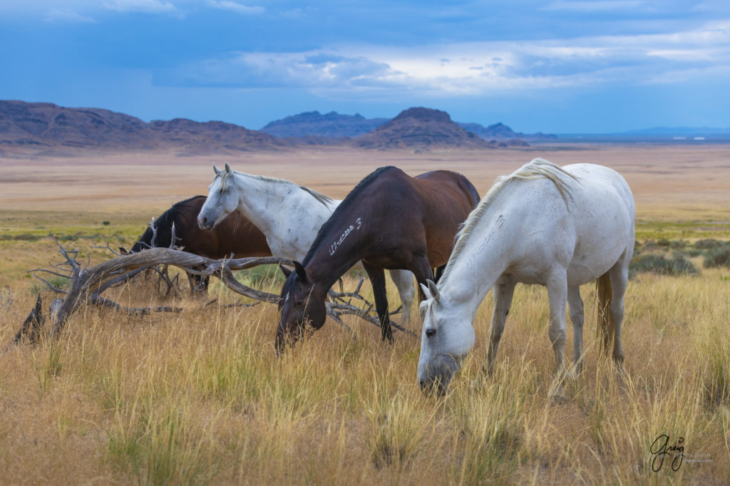 photographs of wild horses, onaqui wild horse herd, equine photography wild horse prints for sale, prints of horses for sale, wild mustangs, wild mustang photography