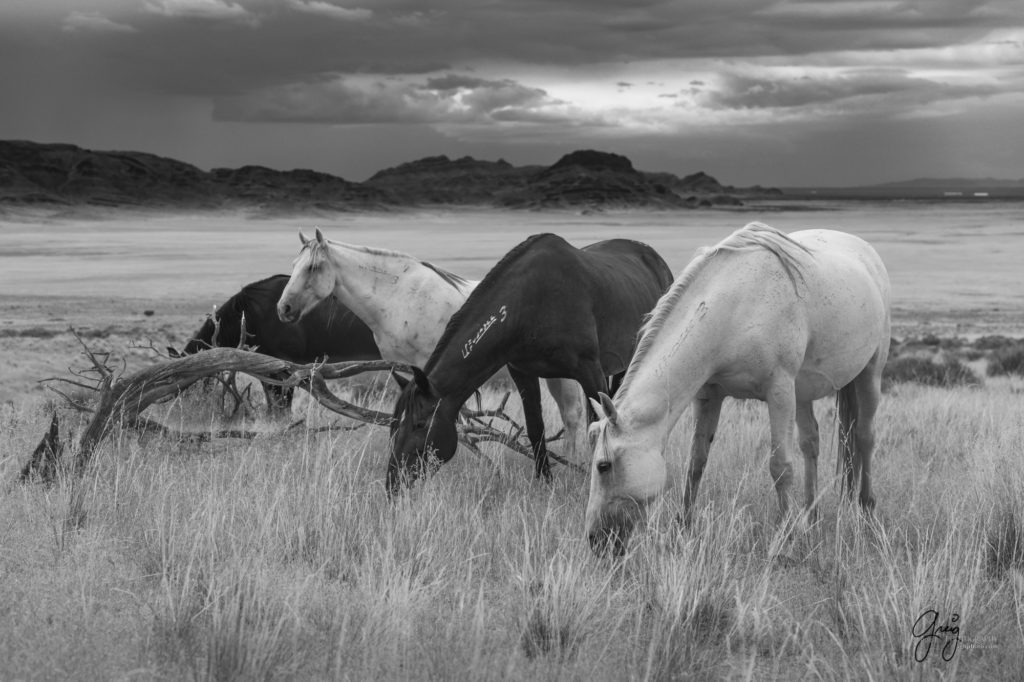 photographs of wild horses, onaqui wild horse herd, equine photography wild horse prints for sale, prints of horses for sale, wild mustangs, wild mustang photography