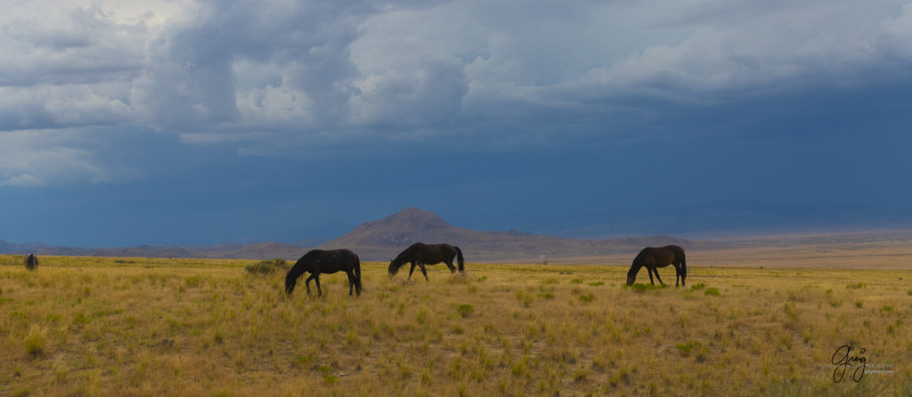 photographs of wild horses, onaqui wild horse herd, equine photography wild horse prints for sale, prints of horses for sale, wild mustangs, wild mustang photography