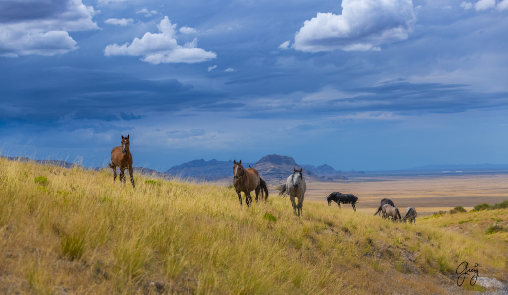 photographs of wild horses, onaqui wild horse herd, equine photography wild horse prints for sale, prints of horses for sale, wild mustangs, wild mustang photography