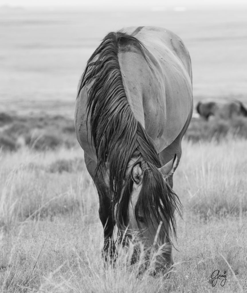 photographs of wild horses, onaqui wild horse herd, equine photography wild horse prints for sale, prints of horses for sale, wild mustangs, wild mustang photography