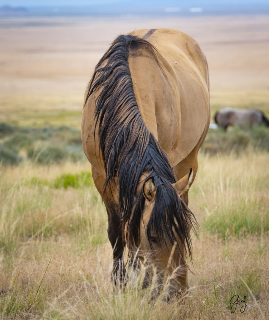 photographs of wild horses, onaqui wild horse herd, equine photography wild horse prints for sale, prints of horses for sale, wild mustangs, wild mustang photography