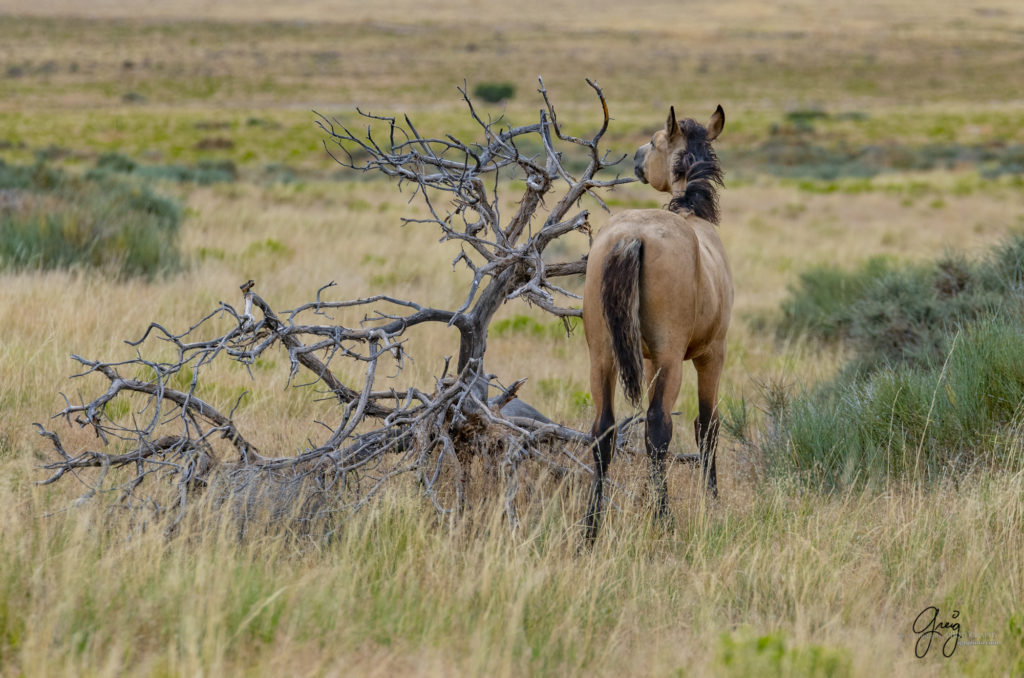 photographs of wild horses, onaqui wild horse herd, equine photography wild horse prints for sale, prints of horses for sale, wild mustangs, wild mustang photography