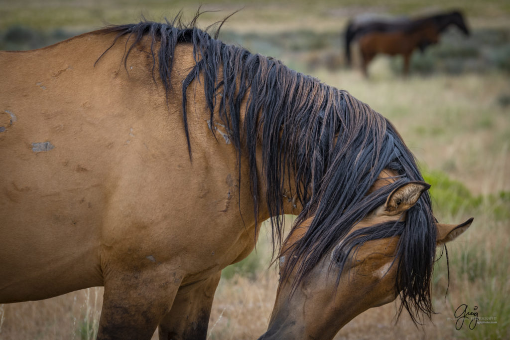 photographs of wild horses, onaqui wild horse herd, equine photography wild horse prints for sale, prints of horses for sale, wild mustangs, wild mustang photography