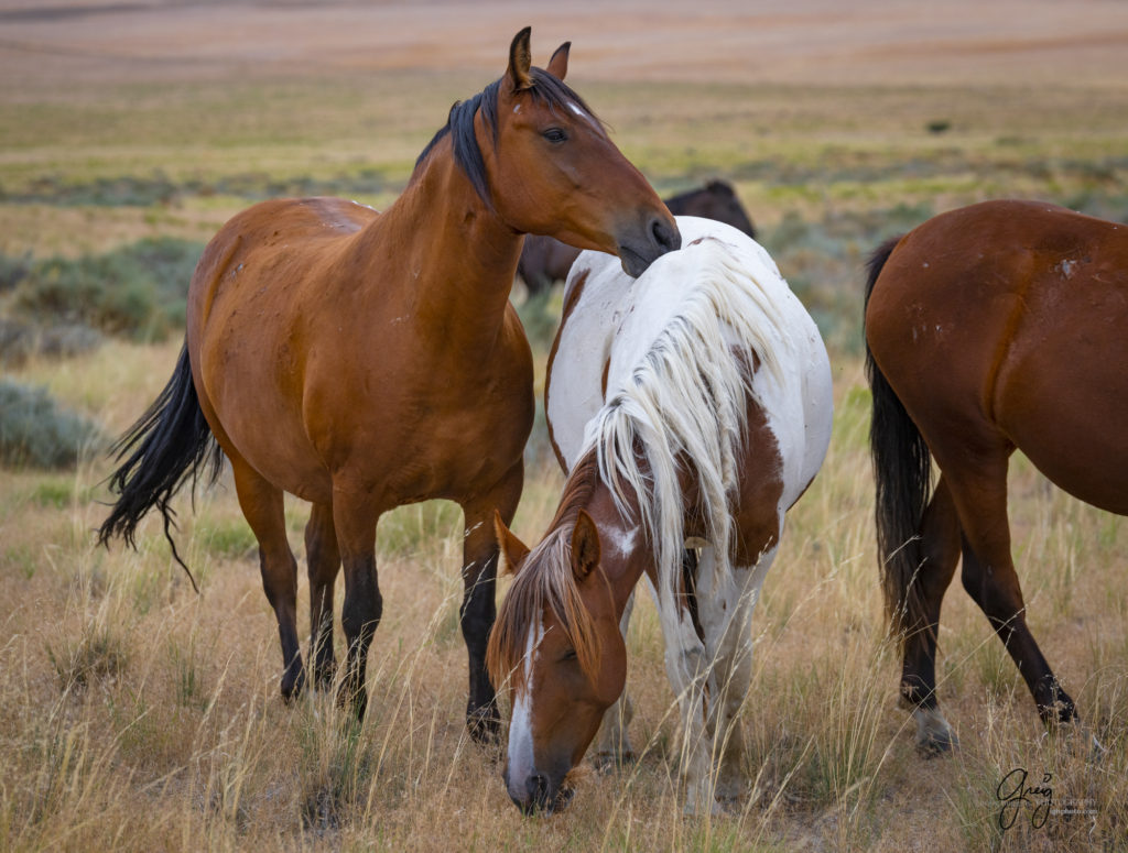 photographs of wild horses, onaqui wild horse herd, equine photography wild horse prints for sale, prints of horses for sale, wild mustangs, wild mustang photography