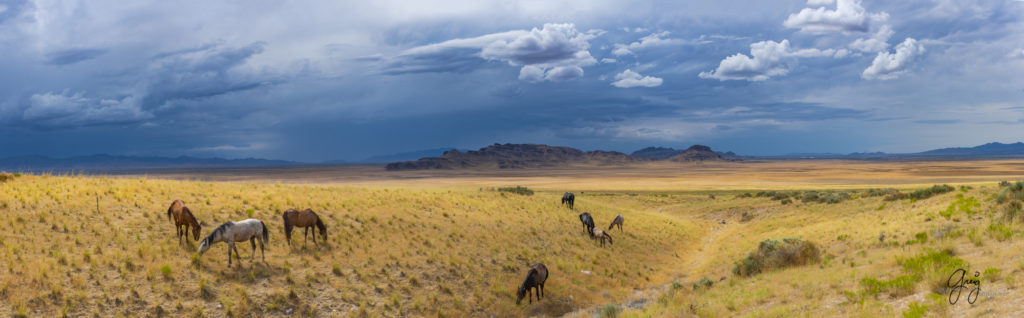 photographs of wild horses, onaqui wild horse herd, equine photography wild horse prints for sale, prints of horses for sale, wild mustangs, wild mustang photography