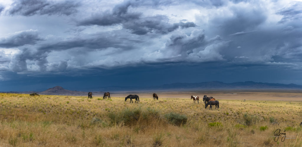 photographs of wild horses, onaqui wild horse herd, equine photography wild horse prints for sale, prints of horses for sale, wild mustangs, wild mustang photography