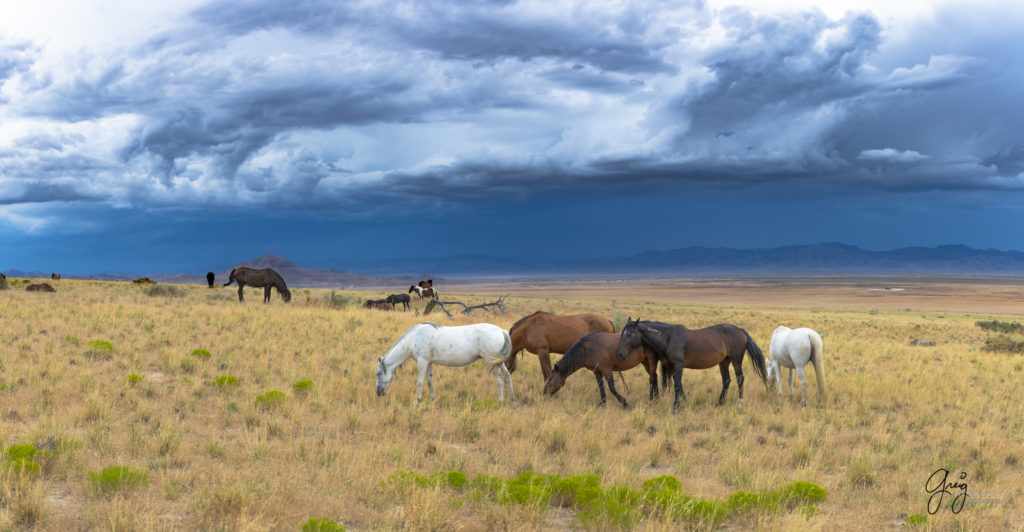 photographs of wild horses, onaqui wild horse herd, equine photography wild horse prints for sale, prints of horses for sale, wild mustangs, wild mustang photography