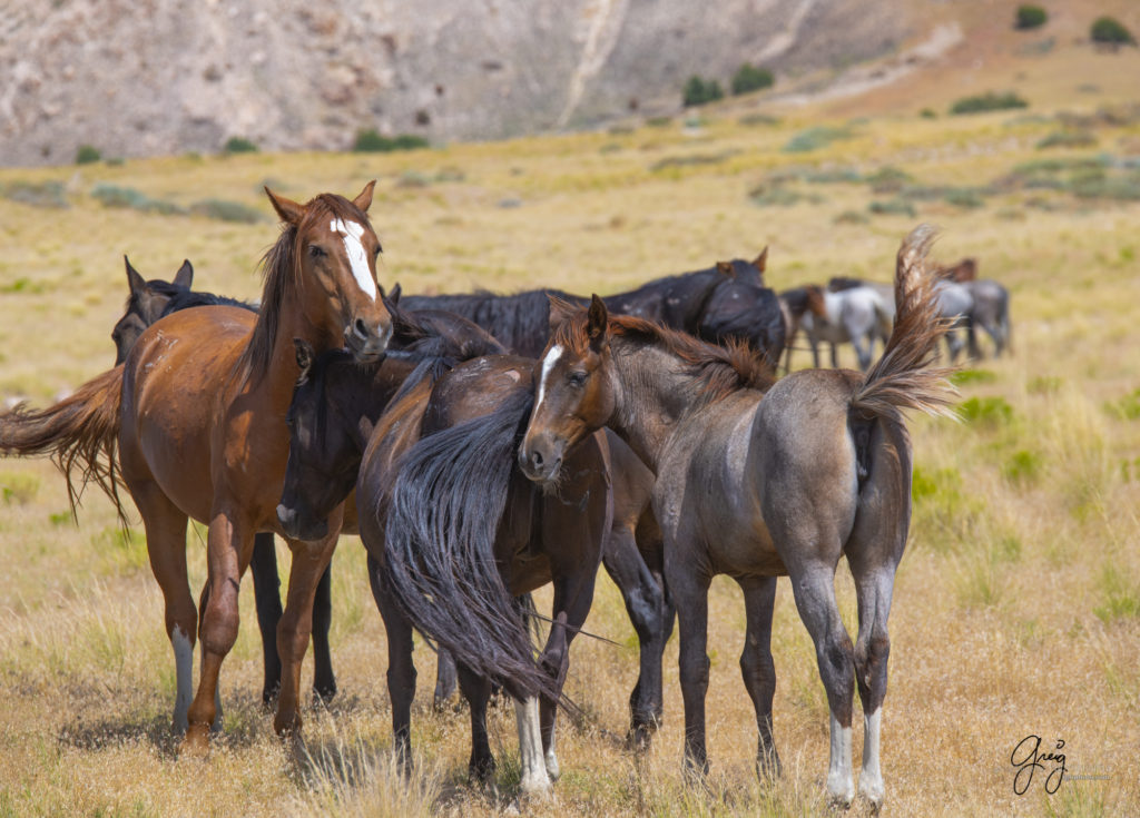 photographs of wild horses, onaqui wild horse herd, equine photography wild horse prints for sale, prints of horses for sale, wild mustangs, wild mustang photography