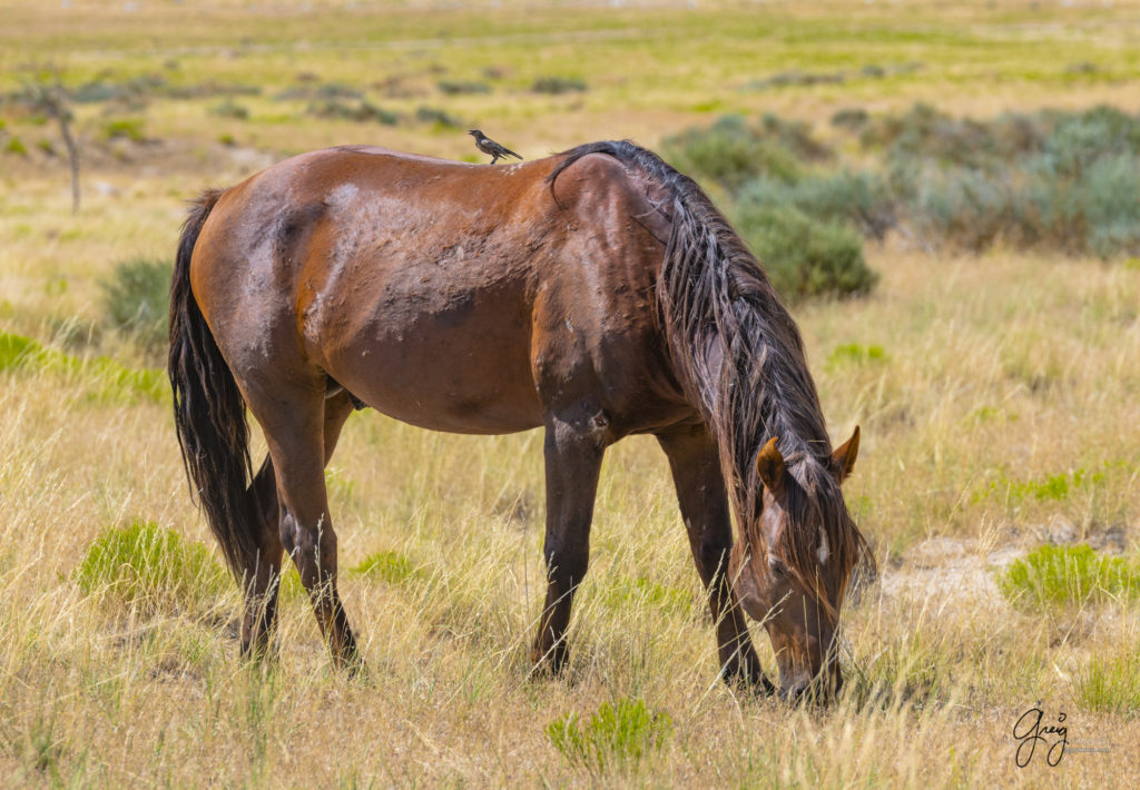 photographs of wild horses, onaqui wild horse herd, equine photography wild horse prints for sale, prints of horses for sale, wild mustangs, wild mustang photography