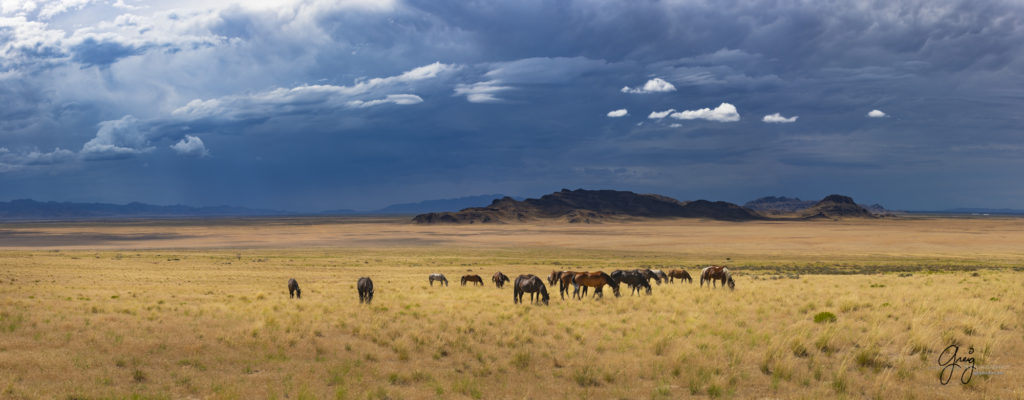 photographs of wild horses, onaqui wild horse herd, equine photography wild horse prints for sale, prints of horses for sale, wild mustangs, wild mustang photography