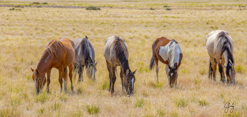 photographs of wild horses, onaqui wild horse herd, equine photography wild horse prints for sale, prints of horses for sale, wild mustangs, wild mustang photography