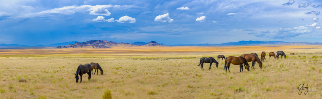 photographs of wild horses, onaqui wild horse herd, equine photography wild horse prints for sale, prints of horses for sale, wild mustangs, wild mustang photography