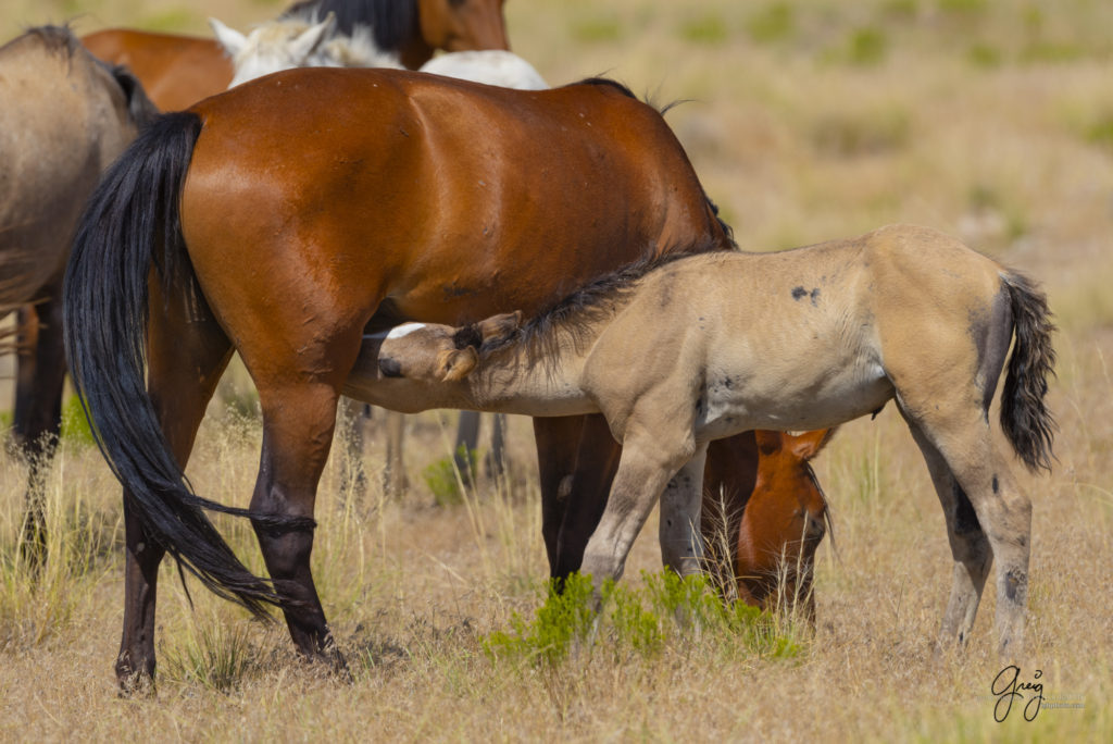 photographs of wild horses, onaqui wild horse herd, equine photography wild horse prints for sale, prints of horses for sale, wild mustangs, wild mustang photography