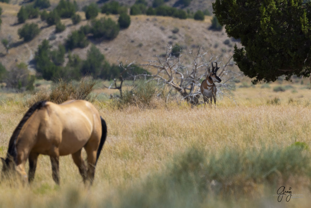 photographs of wild horses, onaqui wild horse herd, equine photography wild horse prints for sale, prints of horses for sale, wild mustangs, wild mustang photography