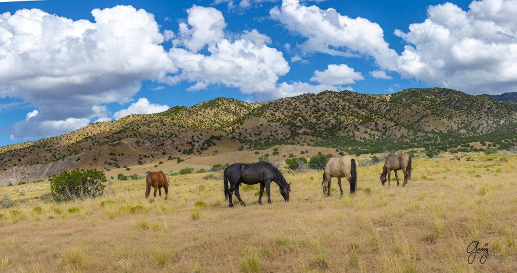 photographs of wild horses, onaqui wild horse herd, equine photography wild horse prints for sale, prints of horses for sale, wild mustangs, wild mustang photography