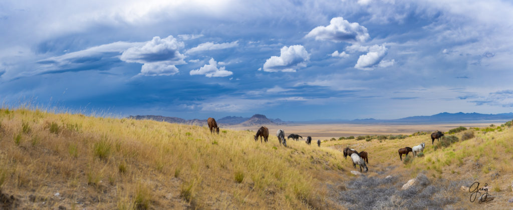 photographs of wild horses, onaqui wild horse herd, equine photography wild horse prints for sale, prints of horses for sale, wild mustangs, wild mustang photography