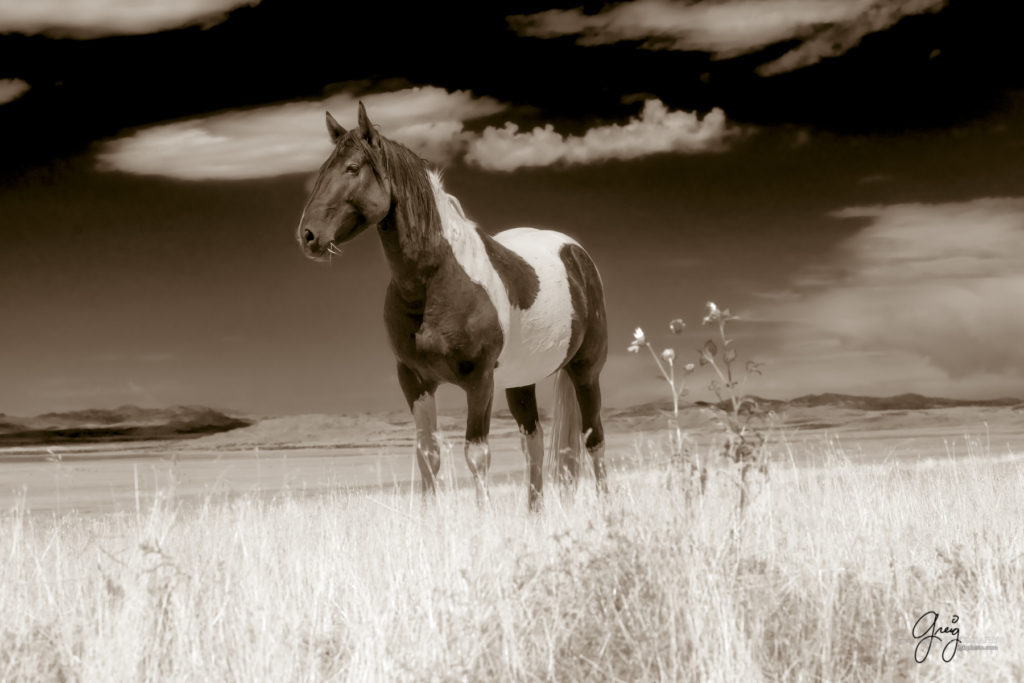 equine photography fine art photograph of Onaqui herd of wild horses fine art equine photography black and white toned