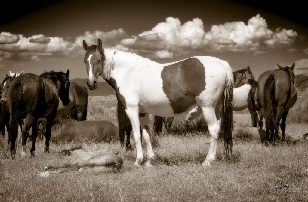 equine photography fine art photograph of Onaqui herd of wild horses fine art equine photography black and white toned