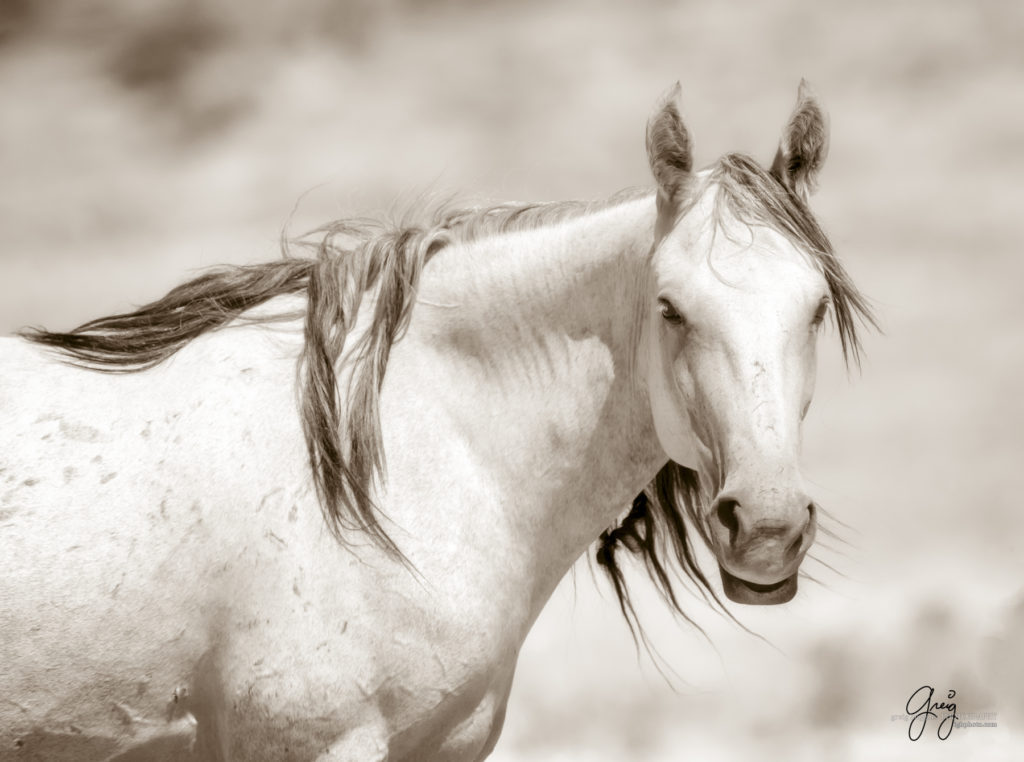 equine photography fine art photograph of Onaqui herd of wild horses fine art equine photography black and white toned