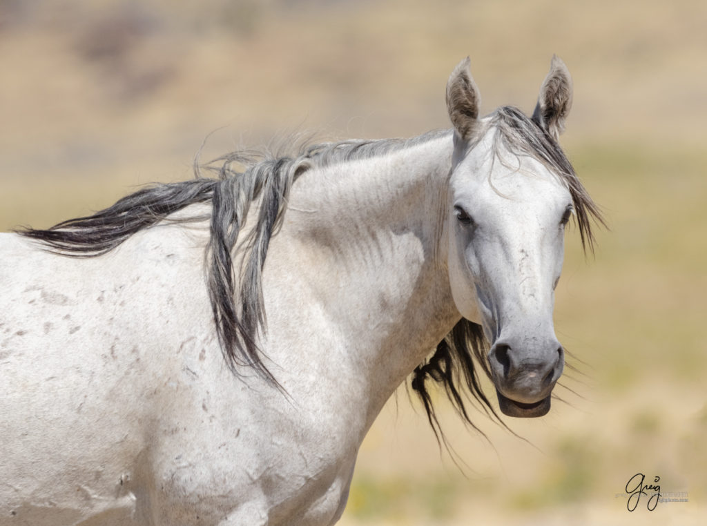 equine photography fine art photograph of Onaqui herd of wild horses fine art equine photography