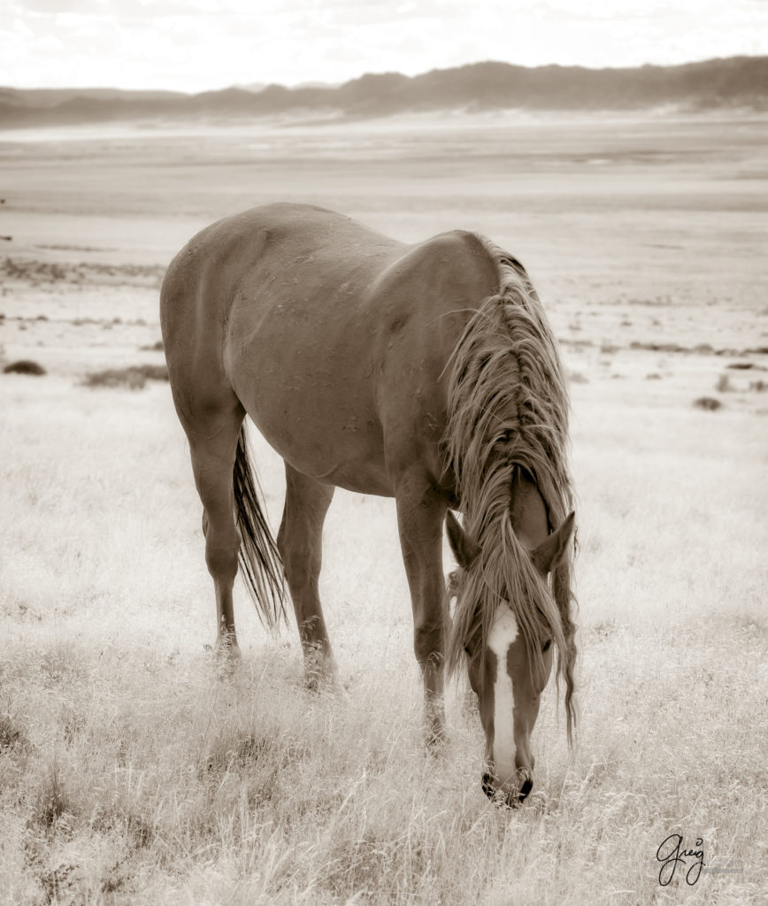 equine photography fine art photograph of Onaqui herd of wild horses fine art equine photography black and white toned
