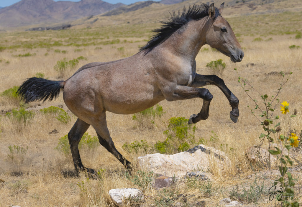 equine photography fine art photograph Wild horse colt jumping Onaqui herd of wild horses