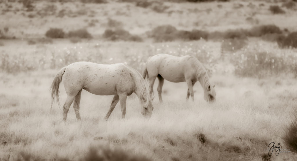 equine photography fine art photograph of Onaqui herd of wild horses fine art equine photography black and white toned