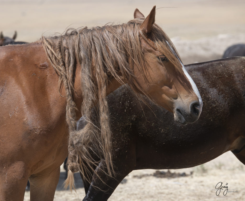 equine photography fine art photograph Wild horse mare Onaqui herd of wild horses