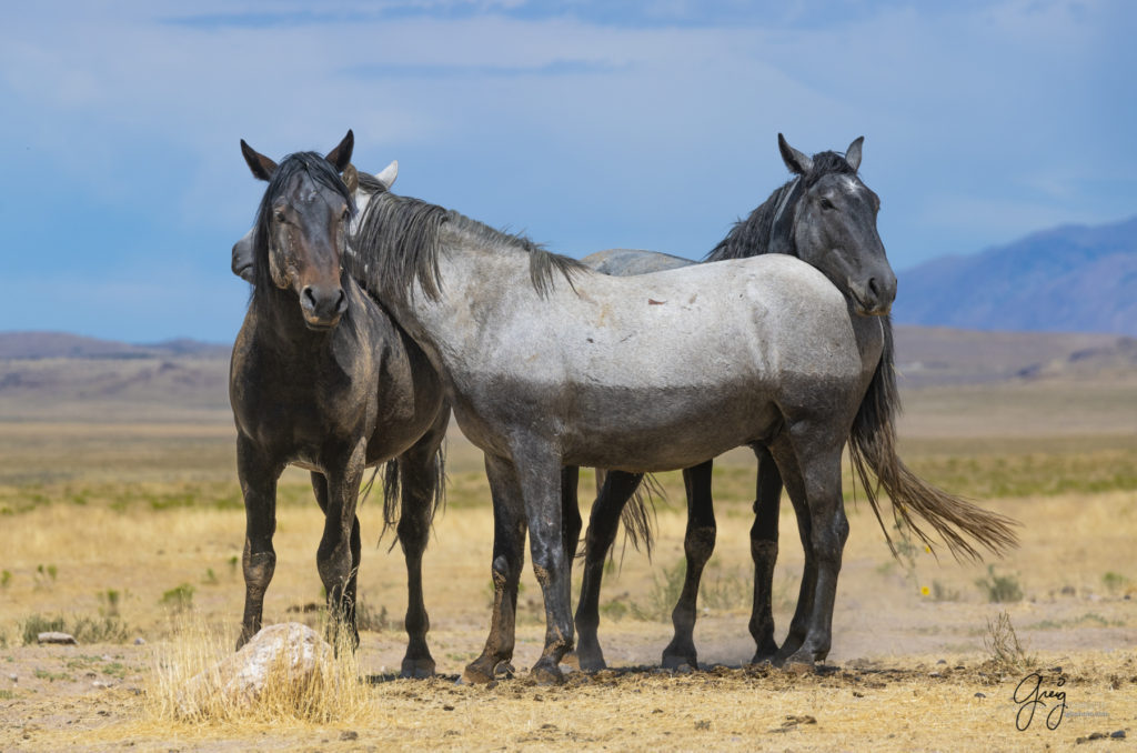 equine photography fine art photograph three Wild horse bachelor mustangs Onaqui herd of wild horses