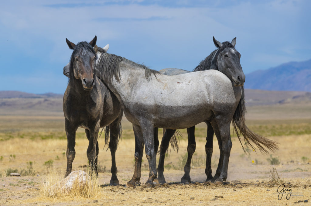 equine photography fine art photograph three Wild horse bachelor mustangs Onaqui herd of wild horses