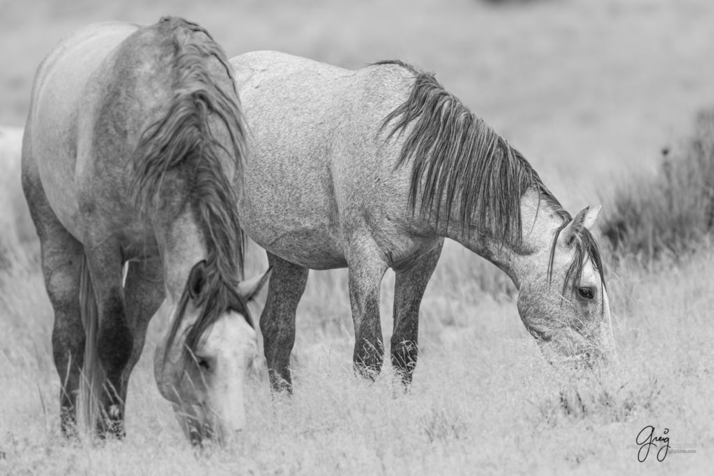 equine photography fine art photograph of Onaqui herd of wild horses fine art equine photography black and white toned