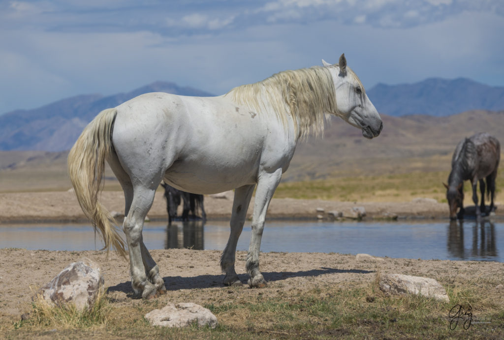 equine photography fine art photograph Wild horse mustang Onaqui herd of wild horses