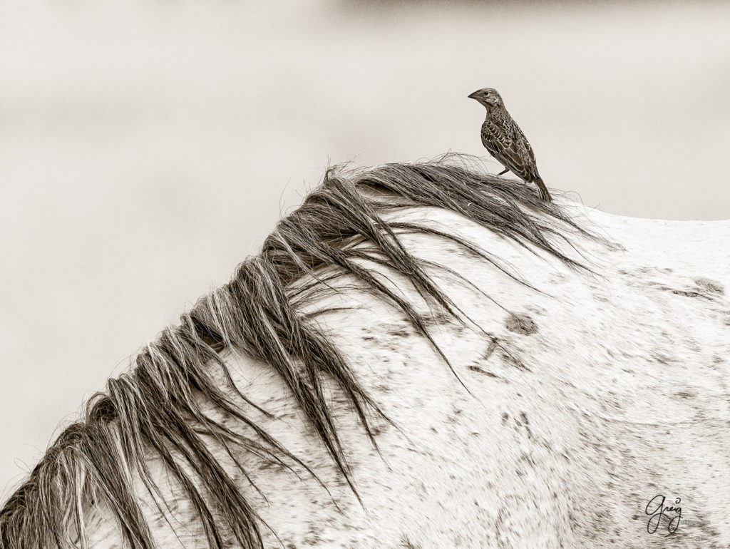 equine photography fine art photograph of Onaqui herd of wild horses fine art equine photography black and white toned