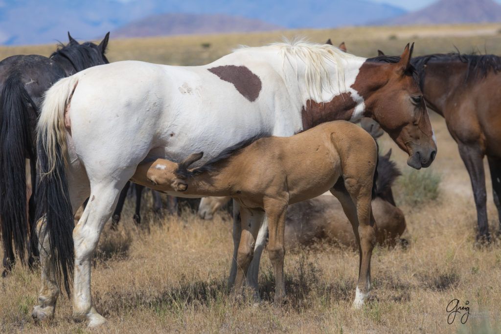 equine photography fine art photograph Wild horse mare with newborn foal Onaqui herd of wild horses