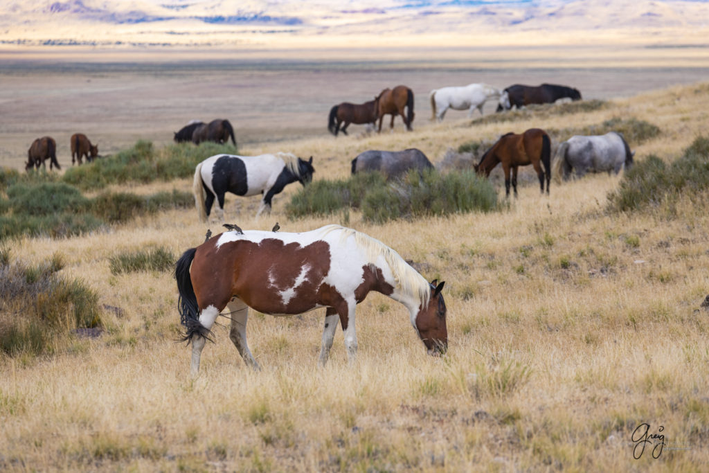 equine photography fine art photograph Wild horse mare Onaqui herd of wild horses