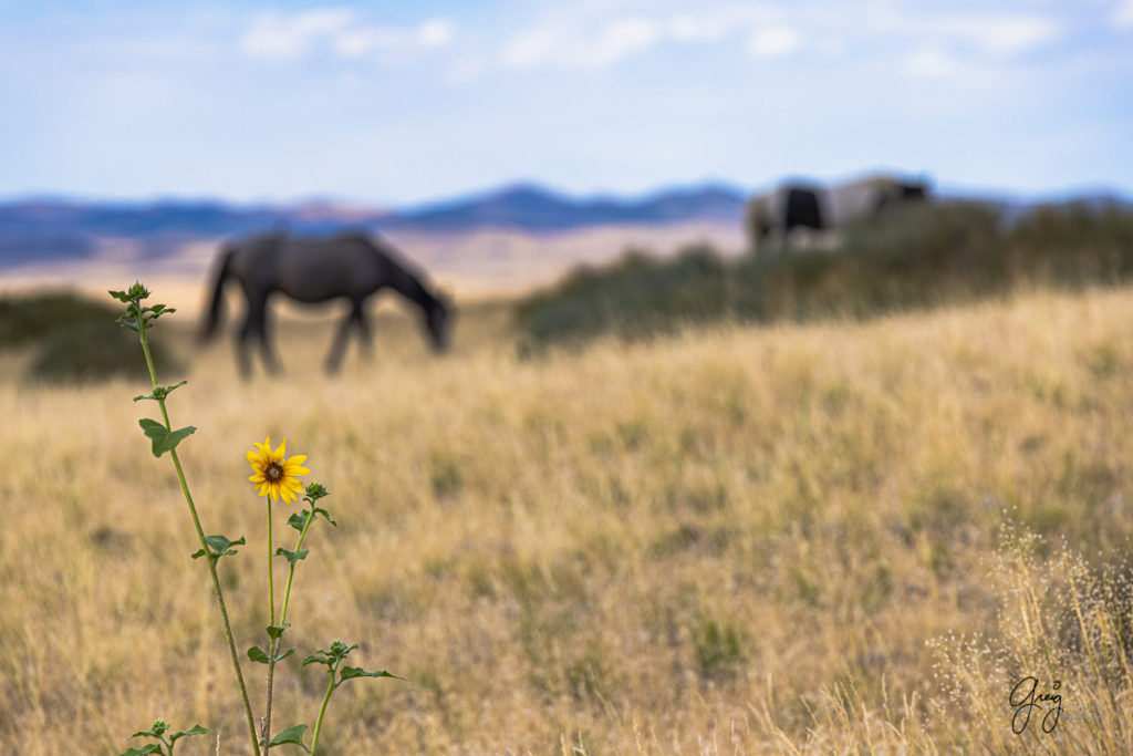 equine photography fine art photograph Wild horse Onaqui herd of wild horses