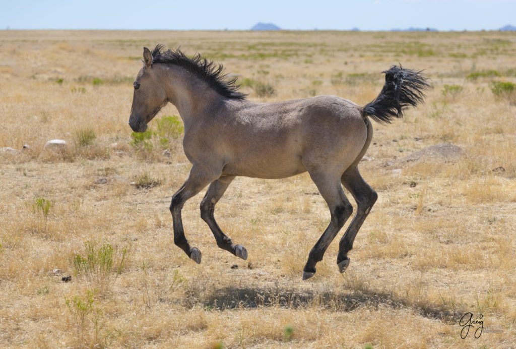 equine photography fine art photograph Wild horse mare Onaqui herd of wild horses